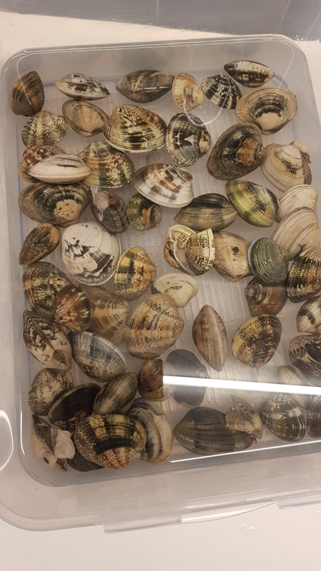 Vongole (Venusmuscheln)